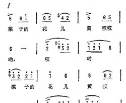 菜子花儿黄简谱-青海民歌