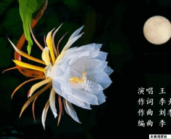 昙花赞王莹唱 刘季宏曲 李昱编曲简谱-王莹演唱-李大江/刘季宏词曲