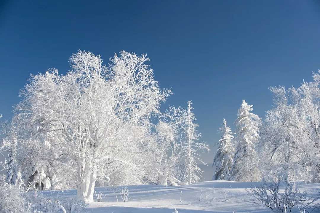 我爱你塞北的雪简谱   彭丽媛   飘飘洒洒的北国风光尽现眼前1