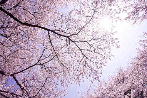 Flower Dance（花之舞）简谱  DJ OKAWARI  空灵、自然、唯美的花之舞，花儿舞了，我醉了。9