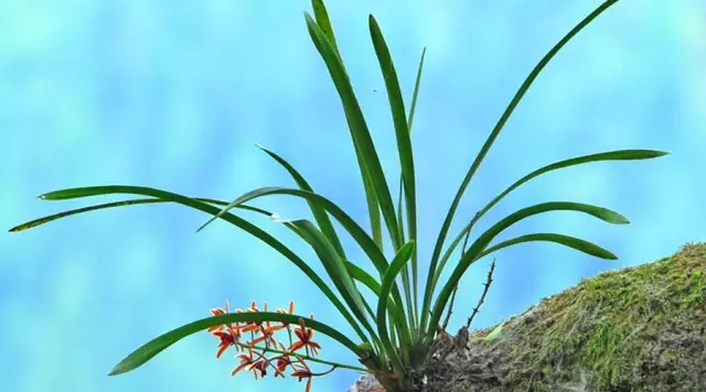 兰花草吉他谱 银霞-我从山中来  带着兰花草  种在小园中  希望花开早2