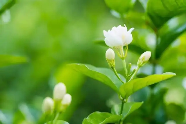 《茉莉花》古典吉他谱1