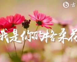 我是你的格桑花吉他谱_王琪_G调弹唱六线谱