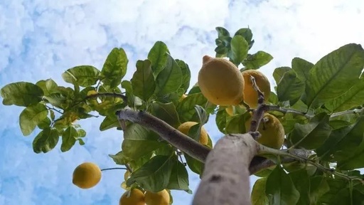 Lemon Tree柠檬树尤克里里谱 苏慧伦 以欢快的节奏衬托出的悲伤9